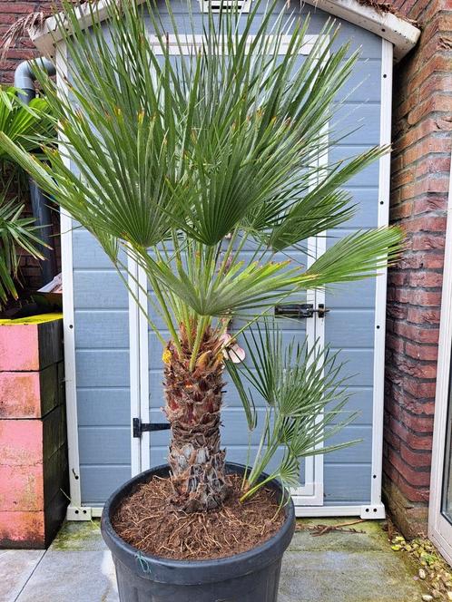 Grote palmboom! Chamaerops Humilis., Tuin en Terras, Planten | Bomen, Palmboom, 100 tot 250 cm, Volle zon, Zomer, Ophalen