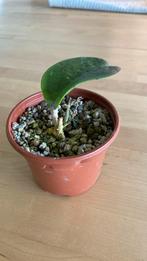 Hoya Russell Clone C, Ophalen of Verzenden, Overige soorten, Minder dan 100 cm