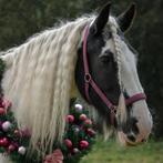 Lieve verzorgster gezocht voor 20 jarige tinker merrie, Diensten en Vakmensen, Dieren | Paarden | Verzorging, Oppas en Les, Verzorging of Verzorgpony's