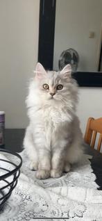 Lieve jonge kat inclusief spullen, Dieren en Toebehoren, Katten en Kittens | Raskatten | Langhaar, Kater