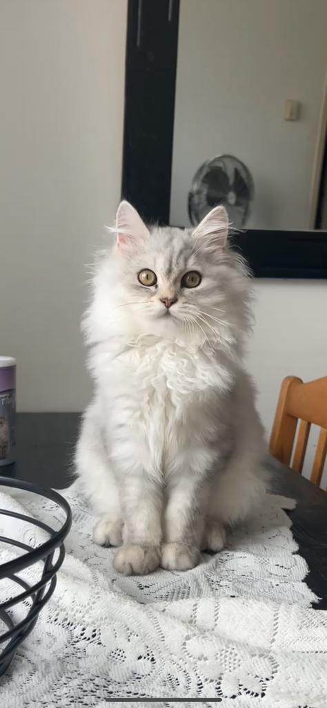 Lieve jonge kat inclusief spullen, Dieren en Toebehoren, Katten en Kittens | Raskatten | Langhaar, Kater