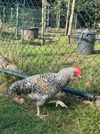 Drie jonge Araucana x Amrock hanen, Meerdere dieren, Kip