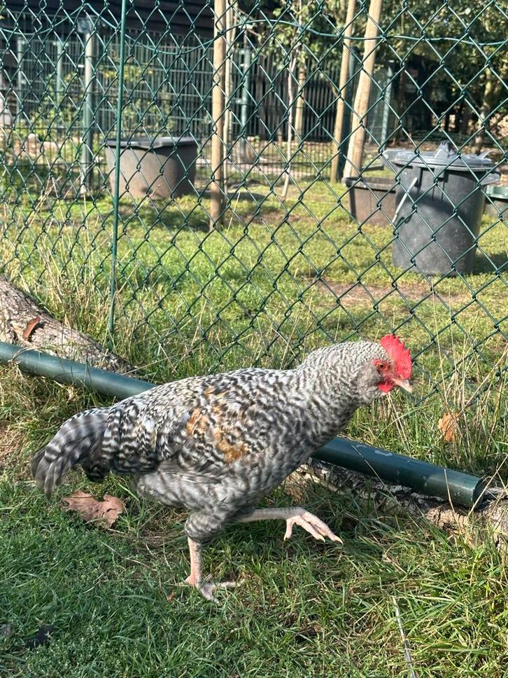 Drie jonge Araucana x Amrock hanen, Dieren en Toebehoren, Pluimvee, Kip, Meerdere dieren