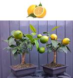 4 Bonsai Citroen Met Vruchtjes- Citrus Limon Meyeri., Minder dan 100 cm, Zomer, Volle zon, In pot