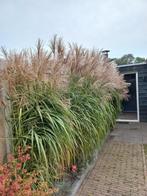 Siergras met rode pluimen - Hoog!, Tuin en Terras, Planten | Tuinplanten, Ophalen, Volle zon, Vaste plant, Siergrassen