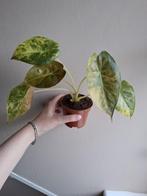 Alocasia Wentii Sunset Aurea Variegata, Ophalen of Verzenden, Overige soorten, Minder dan 100 cm