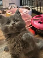 Prachtige Maine Coon poesjes, Poes