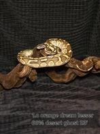 Python regius koppel orange dream en orange dream lesser, Dieren en Toebehoren, Reptielen en Amfibieën, Slang