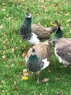 Pauwen twee hanen een hen, Meerdere dieren, Overige soorten