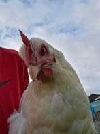 Sussex columbia hen (annie), Dieren en Toebehoren, Pluimvee, Vrouwelijk, Kip