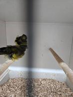 Diverse kanaries, Dieren en Toebehoren, Vogels | Kanaries, Meerdere dieren, Kleurkanarie