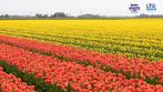 Traineeship in de plantaardige sector, Variabele uren, Tijdelijk contract