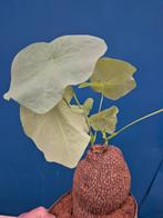 Caudex Suberosa XXXL p17 (2), Ophalen of Verzenden, Halfschaduw, Minder dan 100 cm