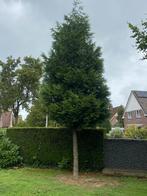 Conifeer op stam mooie groenblijvende zware boom
