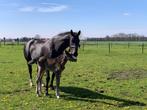 Fokmerrie te koop, Dieren en Toebehoren, Paarden, Merrie, Gechipt, Niet van toepassing, Dressuurpaard