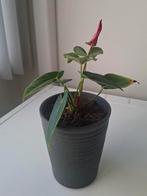 Jonge Anthurium rode bloem, Huis en Inrichting, Ophalen, Halfschaduw, Minder dan 100 cm