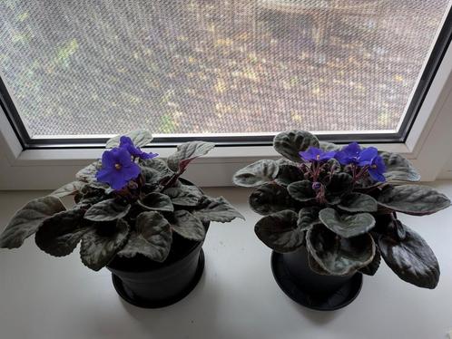 Kaapse viooltjes, Huis en Inrichting, Kamerplanten, Overige soorten, Minder dan 100 cm, Ophalen