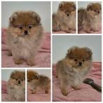 Pomeranian puppy orange sable NL/FCI stamboom, Dieren en Toebehoren, 15 weken tot 1 jaar, Reu, Eén hond, Nederland