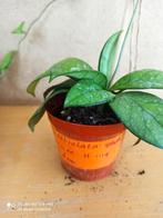 hoya crassipetiilata pm 8 nummer H1119, Ophalen of Verzenden, Overige soorten, Minder dan 100 cm