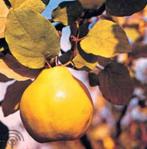 Cydonia oblonga 'Leskovacz' Kweepeer fruit lekkernij jam, Volle zon, Vaste plant, Ophalen of Verzenden, Fruitplanten