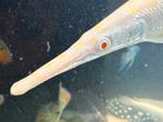 Albino Florida Gar 25 cm (Lepisosteus Platyrhincus), Vis