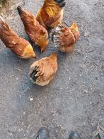 broedeieren new hamphire, Dieren en Toebehoren, Pluimvee, Geslacht onbekend, Kip