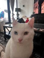 Nog 2 lieve kittens zoeken nog een nieuw plekje, Meerdere dieren