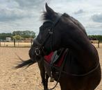 Knappe ruin PRE x Fries, Dieren en Toebehoren, Paarden, Gechipt, Minder dan 160 cm, Ruin, Zadelmak