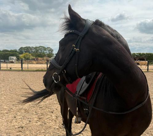Knappe ruin PRE x Fries, Dieren en Toebehoren, Paarden, Ruin, Zadelmak, Minder dan 160 cm, 11 jaar of ouder, Recreatiepaard, Gechipt