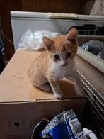 Speelse en aanhankelijke kitten, Kater, Kortharig, 0 tot 2 jaar