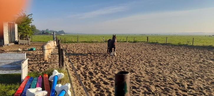 Stalling beschikbaar, Dieren en Toebehoren, Stalling en Weidegang, Opfok, Stalling, Weidegang