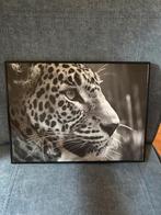 Zwart-wit foto van een luipaard, Huis en Inrichting, Ophalen of Verzenden, Zo goed als nieuw, Foto of Poster, Minder dan 50 cm