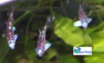 Rainbowshiner, Dieren en Toebehoren, Vissen | Vijvervissen, Overige soorten
