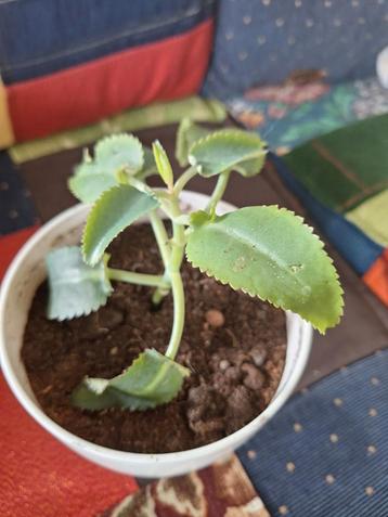 Moeder uit duizenden plant in pot beschikbaar voor biedingen