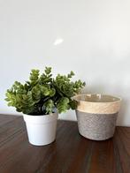 House Plants, Ophalen, Overige soorten, In pot, Minder dan 100 cm