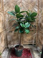 Ficus Elastica op stam – 160cm
