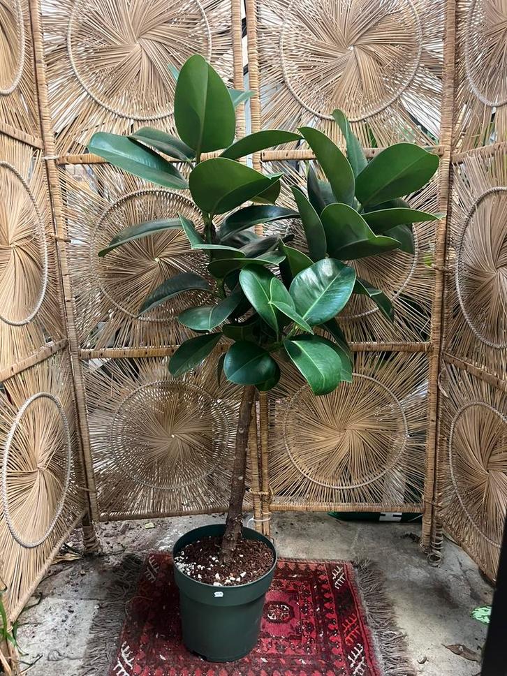 Ficus Elastica op stam – 160cm, Huis en Inrichting, Woonaccessoires | Kunstplanten en Kunstbloemen, Zo goed als nieuw, Ophalen