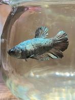 Betta vis vrouw, Dieren en Toebehoren, Vissen | Aquariumvissen, Vis, Zoetwatervis