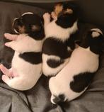 3 pups te koop, een reutje en twee teefjes. Jackrussell, Dieren en Toebehoren, Honden | Jack Russells en Terriërs, Jack Russell Terriër