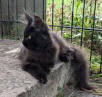 prachtige maine coon kittens met stamboom, Dieren en Toebehoren, Meerdere dieren, Gechipt, 0 tot 2 jaar