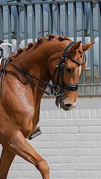Stang en trens hoofdstel (kleinpaard/cob), Dieren en Toebehoren, Paarden en Pony's | Hoofdstellen en Tuigage, Ophalen of Verzenden