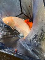 TE KOOP: Vier onderwater-dramaqueens met VIP-schubben, Dieren en Toebehoren, Vissen | Vijvervissen, Karper of Koi