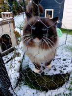 Mooie en lieve dekkater Seal Mitted (met stamboom) - Gouda