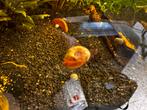Slakken te koop, Dieren en Toebehoren, Vissen | Aquariumvissen, Slak of Weekdier