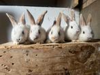 Konijntje te koop, Dieren en Toebehoren, Konijnen, Meerdere dieren, Middelgroot, 0 tot 2 jaar
