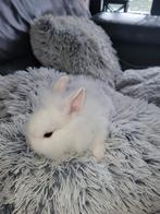1 jonge leeuwenkop konijntje, Dieren en Toebehoren, Konijnen, Meerdere dieren, Dwerg