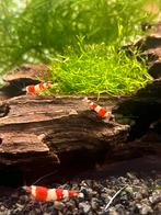 Crystal red S+ caridina garnalen 20stuks op kraanwater, Kreeft, Krab of Garnaal