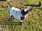 2 dwerggeiten te koop., Dieren en Toebehoren, Schapen, Geiten en Varkens, Mannelijk, Geit