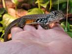 Vlinder agamen / Leiolepis reveesi, Dieren en Toebehoren, Hagedis, 0 tot 2 jaar