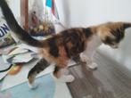 Poesje  Lily, Poes, Kortharig, 0 tot 2 jaar